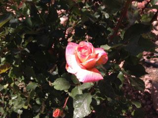 Beautiful rose in bloom at the Turquoise Triangle RV Park in Cottonwood, Arizona